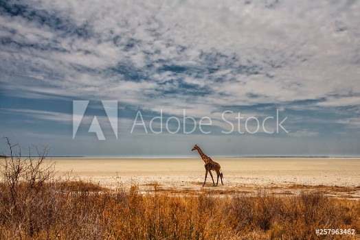 Image de Giraffe walking on the Etosha Pan in Etosha National Pak in Namibia